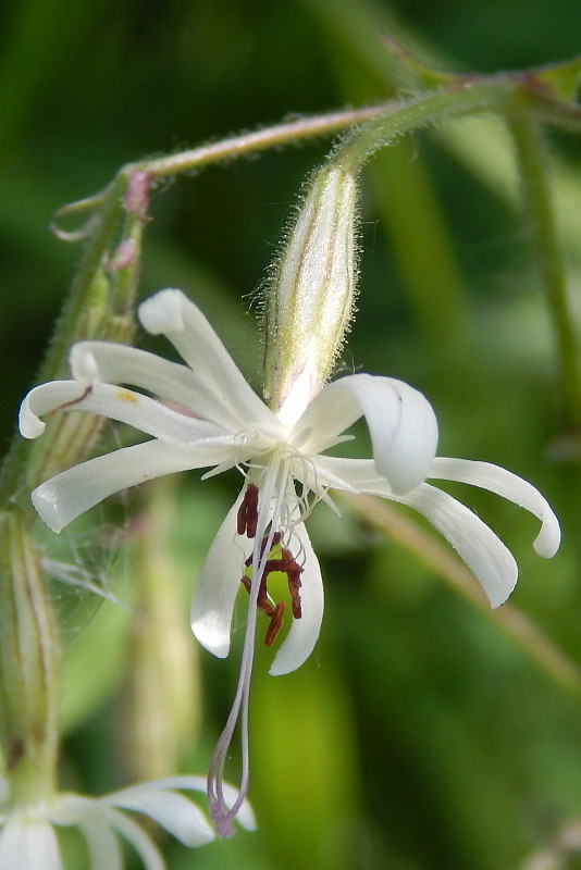 silenka ovisnutá Silene nutans L.