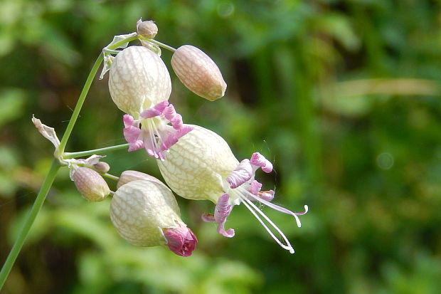 silenka obyčajná Silene vulgaris (Moench) Garcke