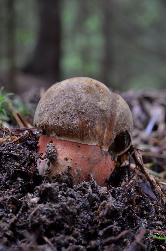 hríb zrnitohlúbikový Sutorius luridiformis (Rostk.) G. Wu & Zhu L. Yang