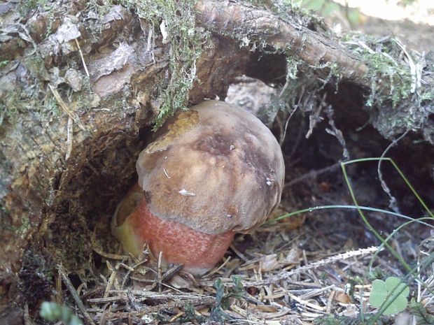 hríb zrnitohlúbikový Sutorius luridiformis (Rostk.) G. Wu & Zhu L. Yang