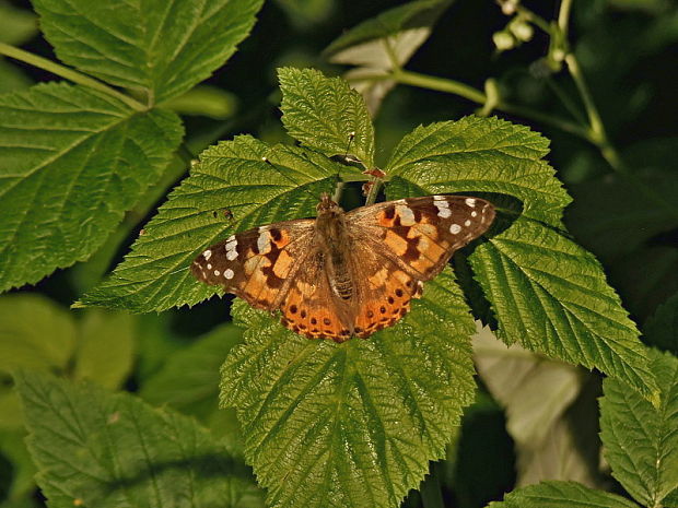 babôčka bodliaková Vanessa cardui (Linnaeus,1758)  (Linnaeus,1758)