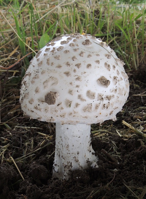 muchotrávka šiškovitá Amanita strobiliformis Gonn. & Rabenh.