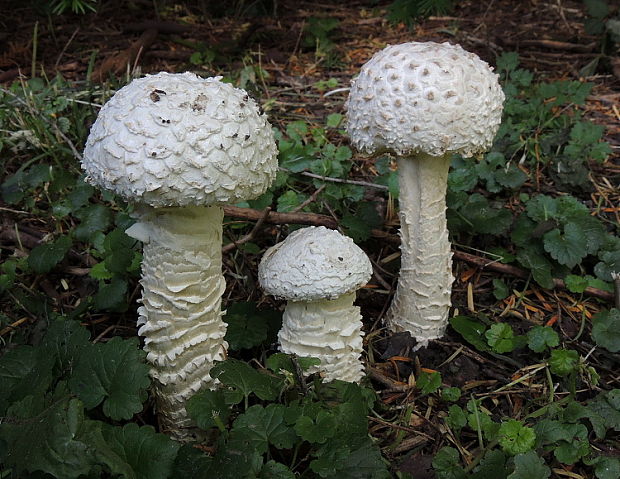 muchotrávka Vittadiniho Amanita vittadinii (Moretti) Vittad.