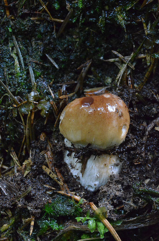 hríb smrekový Boletus edulis Bull.