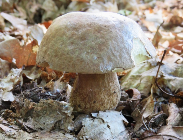 hríb dubový Boletus reticulatus Schaeff.