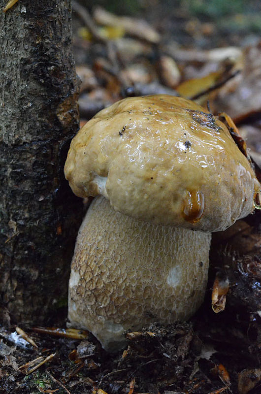 hríb dubový Boletus reticulatus Schaeff.