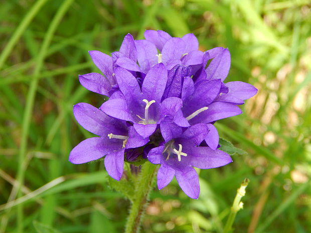 zvonček klbkatý Campanula glomerata agg. L.