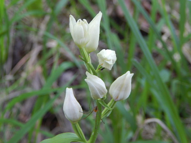 prilbovka biela Cephalanthera damasonium (Mill.) Druce