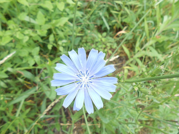 čakanka obyčajná Cichorium intybus L.