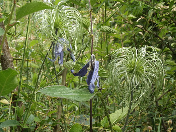 plamienok celistvolistý Clematis integrifolia L.