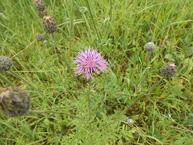 nevädzník hlaváčovitý Colymbada scabiosa (L.) Holub