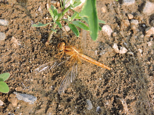 vážka   Crocothemis erythraea