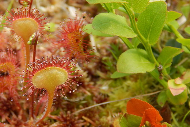 rosička okrúhlolistá Drosera rotundifolia L.