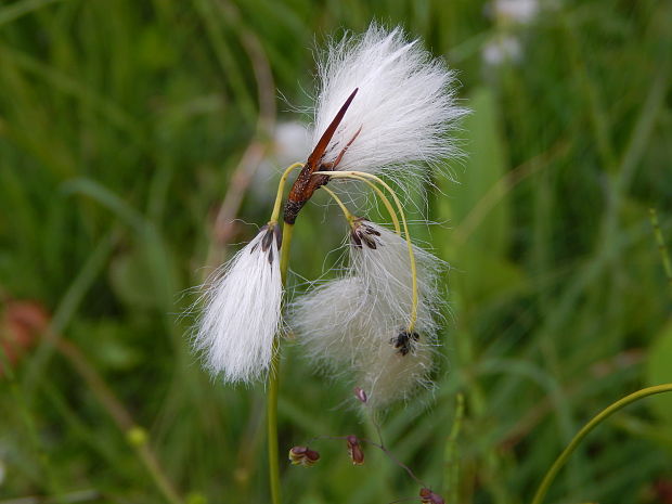 páperník úzkolistý Eriophorum angustifolium Honck.