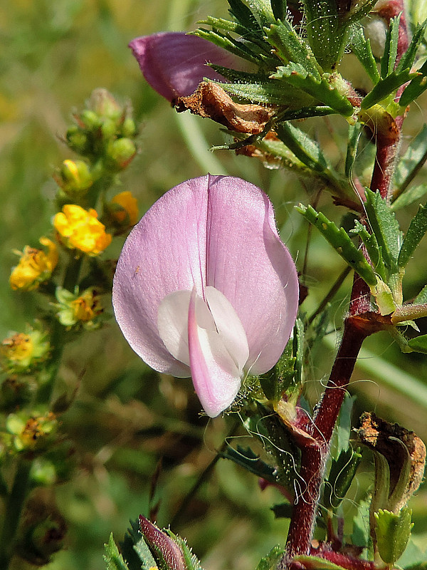 ihlica tŕnitá Ononis spinosa L.