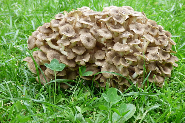 trúdnik klobúčkatý Polyporus umbellatus (Pers.) Fr.