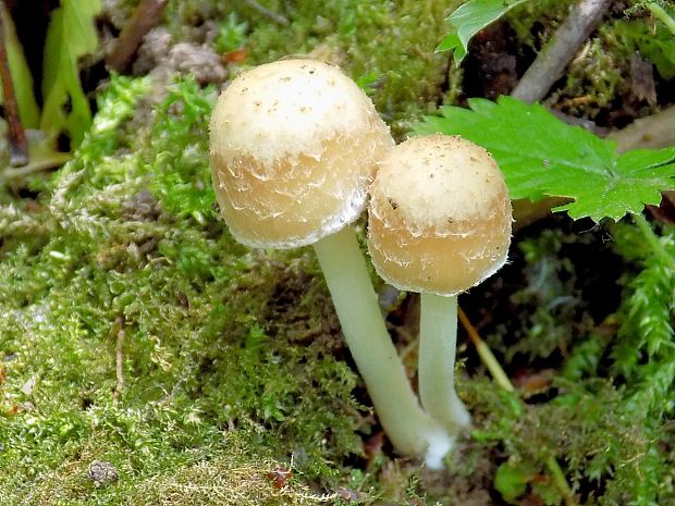 drobuľka Psathyrella sp.