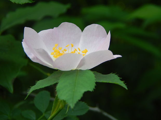 ruža šípová Rosa canina L.