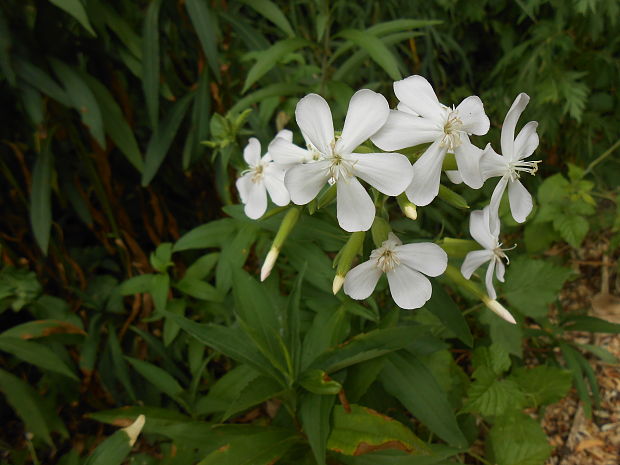 mydlica lekárska Saponaria officinalis L.