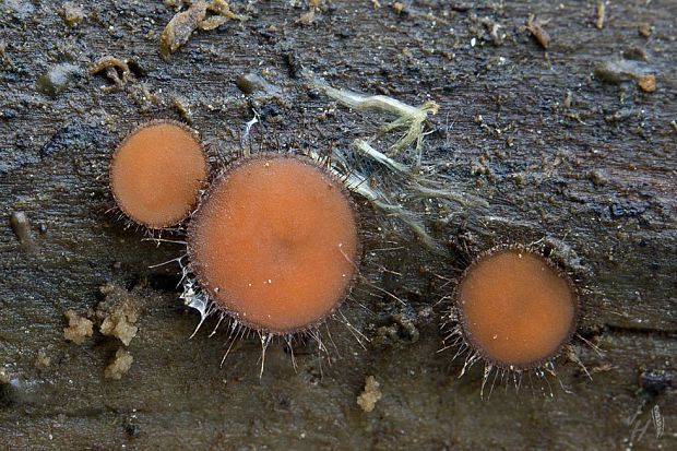 štítovnička obyčajná Scutellinia scutellata (L.) Lambotte