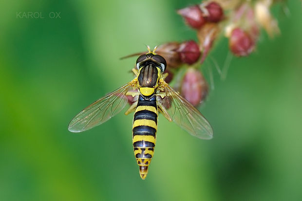 pestrica Sphaerophoria scripta