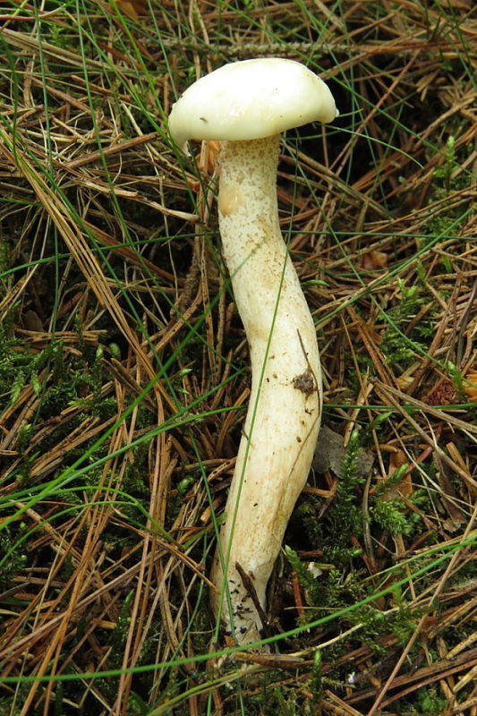 masliak biely Suillus placidus (Bonord.) Singer