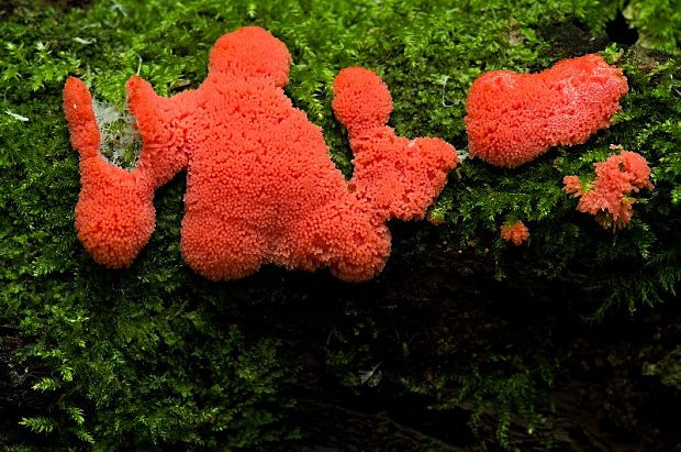 jahodník sasankovitý Tubifera ferruginosa (Batsch) J.F. Gmel.