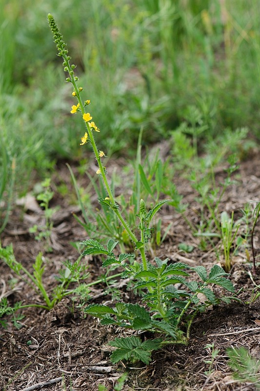 repík lekársky Agrimonia eupatoria L.