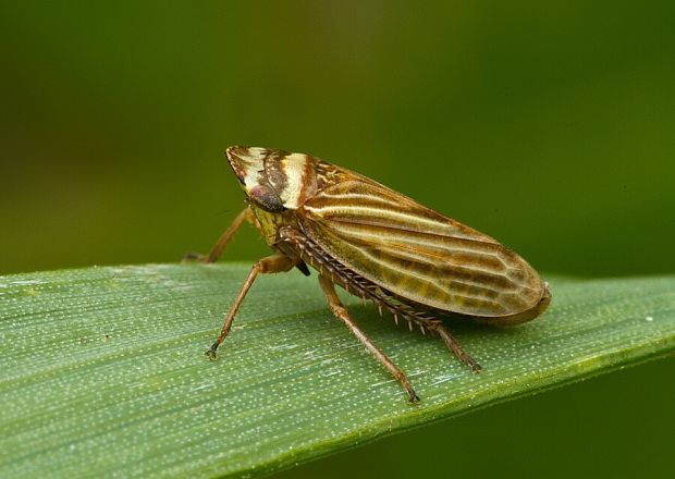 . Aphrodes makarovi