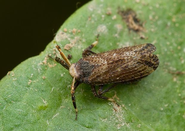 ostrôžka tykadlová Asiraca clavicornis