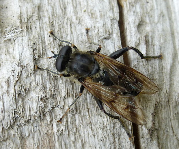 pestrica Chalcosyrphus eunotus