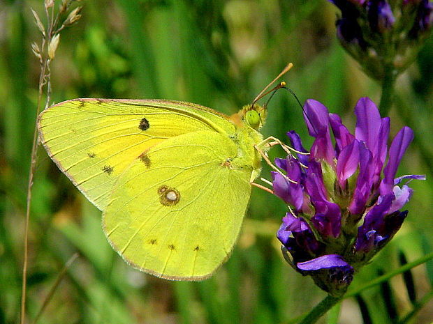 žltáčik vičencový Colias crocea