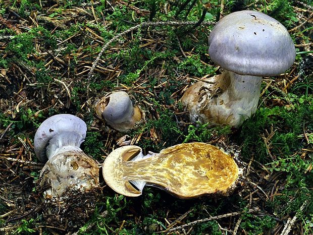 pavučinovec podobný Cortinarius finitimus (Weinm.) Britzelm.