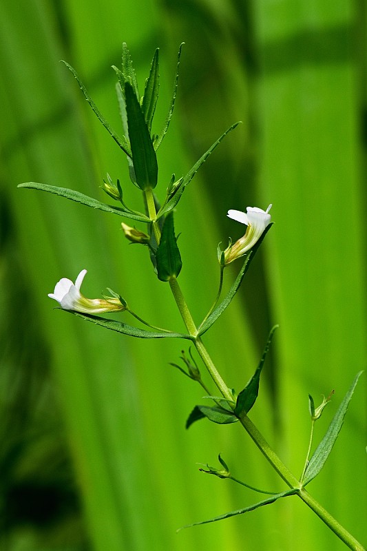 graciola lekárska Gratiola officinalis L.