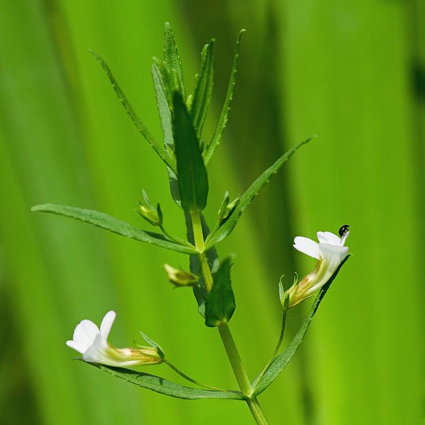 graciola lekárska Gratiola officinalis L.