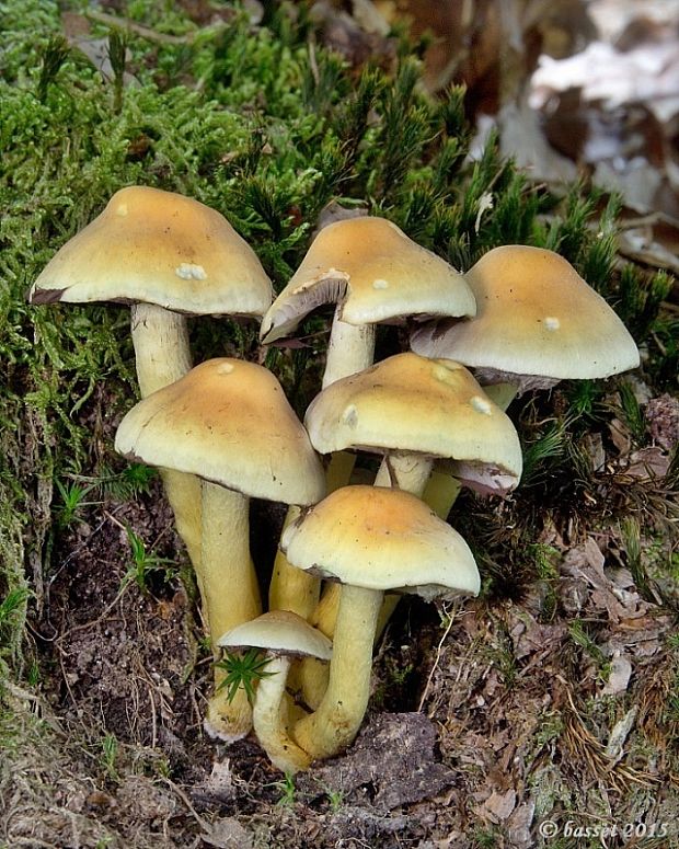 strapcovka zväzkovitá Hypholoma fasciculare (Huds.) P. Kumm.