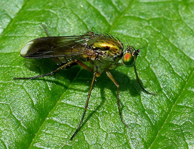 dlhonôžka Poecilobothrus nobilitatus