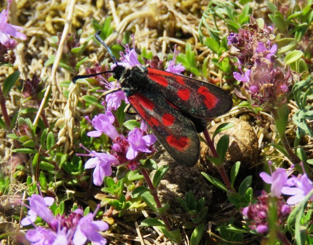 vretienka obyčajná Zygaena filipendulae