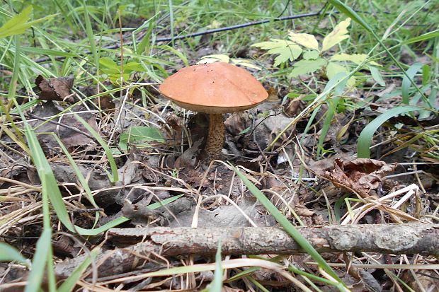 kozák dubový Leccinum aurantiacum (Bull.) Gray