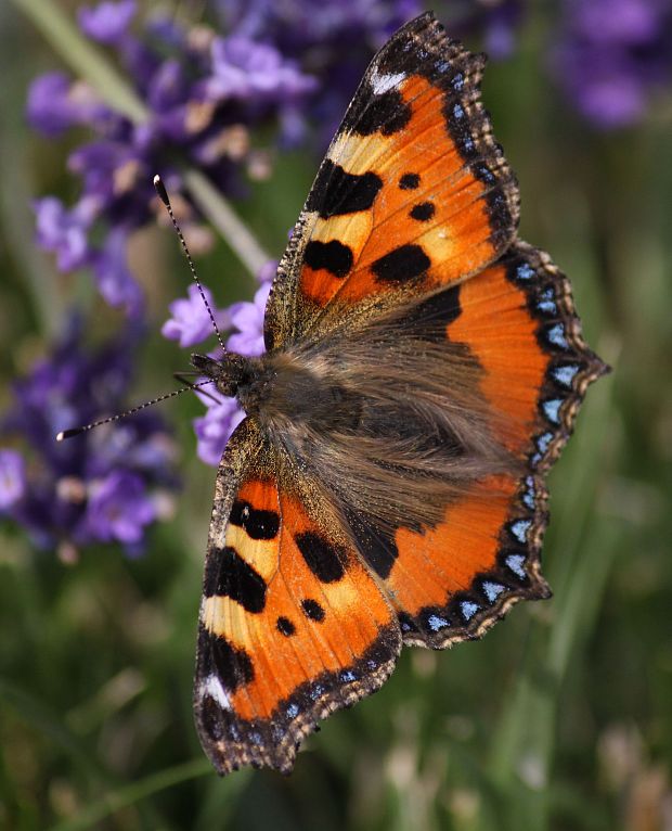 babôčka pŕhľavová  Aglais urticae