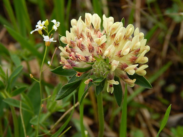 bôľhoj lekársky Anthyllis vulneraria L.