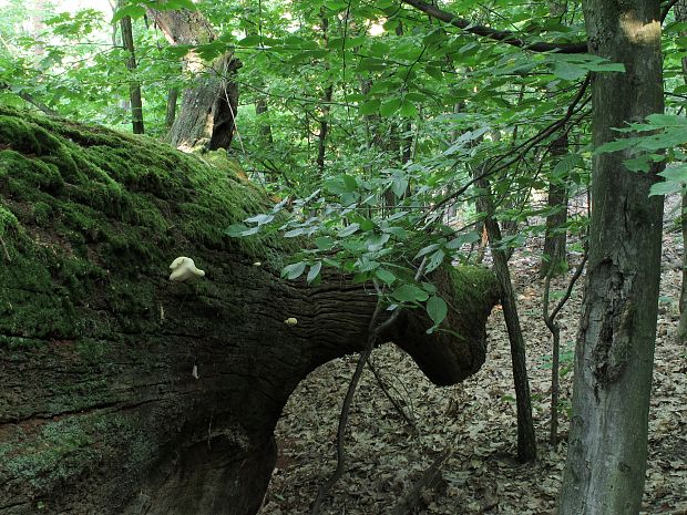 brezovník dubový - biotop Buglossoporus quercinus (Schrad.) Kotl. & Pouzar