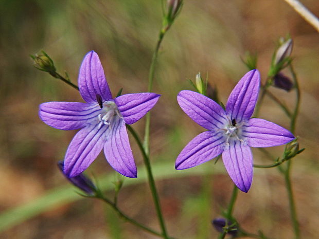 zvonček konáristý Campanula patula L.