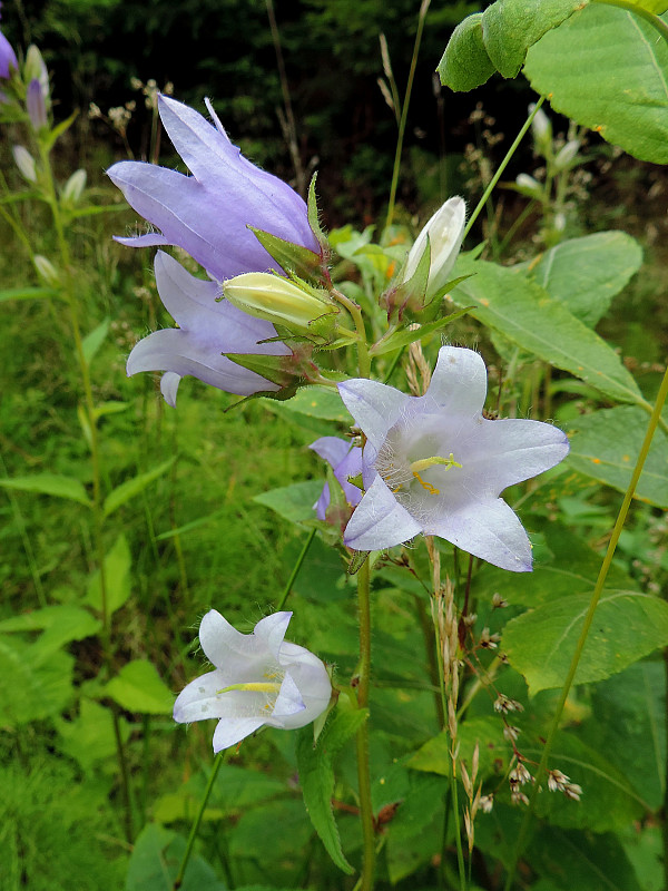 zvonček pŕhľavolistý Campanula trachelium L.