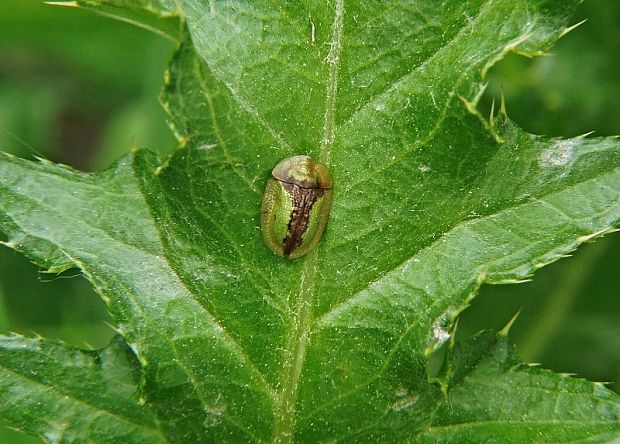 štítnatec   /   štítonoš černonohý Cassida vibex Linnaeus, 1767