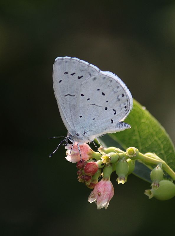 modráčik krušinový  Celastrina argiolus