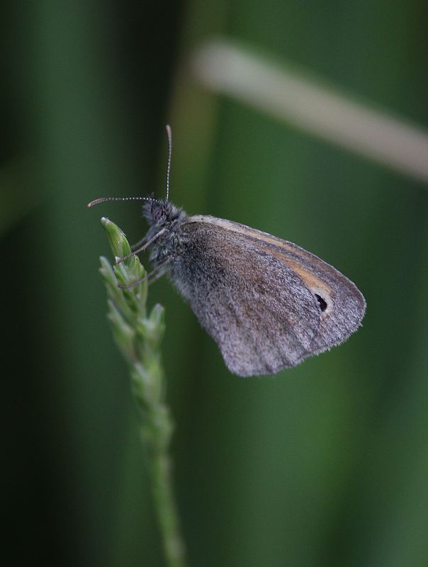 očkáň pohánkový  Coenonympha pamphilus