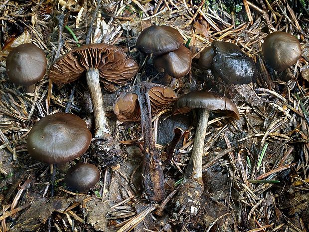 pavučinovec tvrdohlúbikový Cortinarius rigidipes M.M. Moser