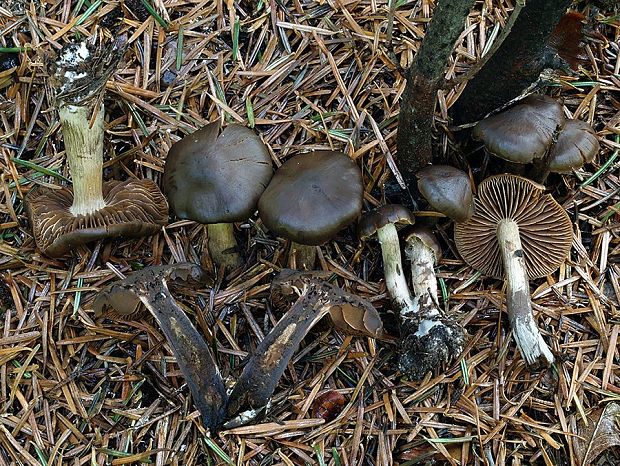 pavučinovec tvrdohlúbikový Cortinarius rigidipes M.M. Moser