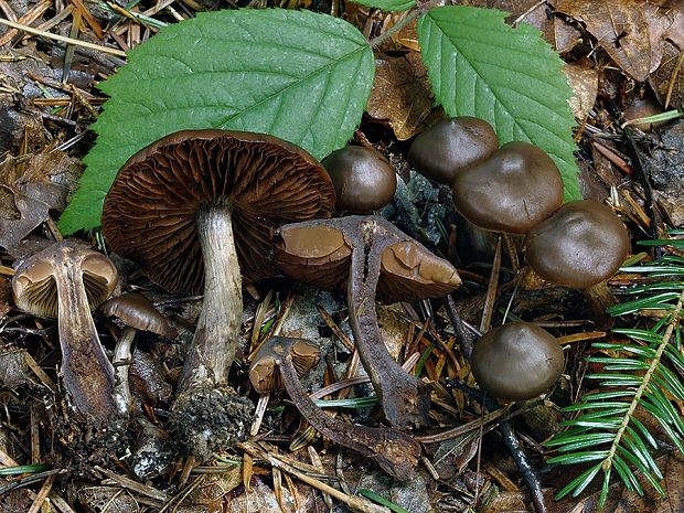 pavučinovec tvrdohlúbikový Cortinarius rigidipes M.M. Moser